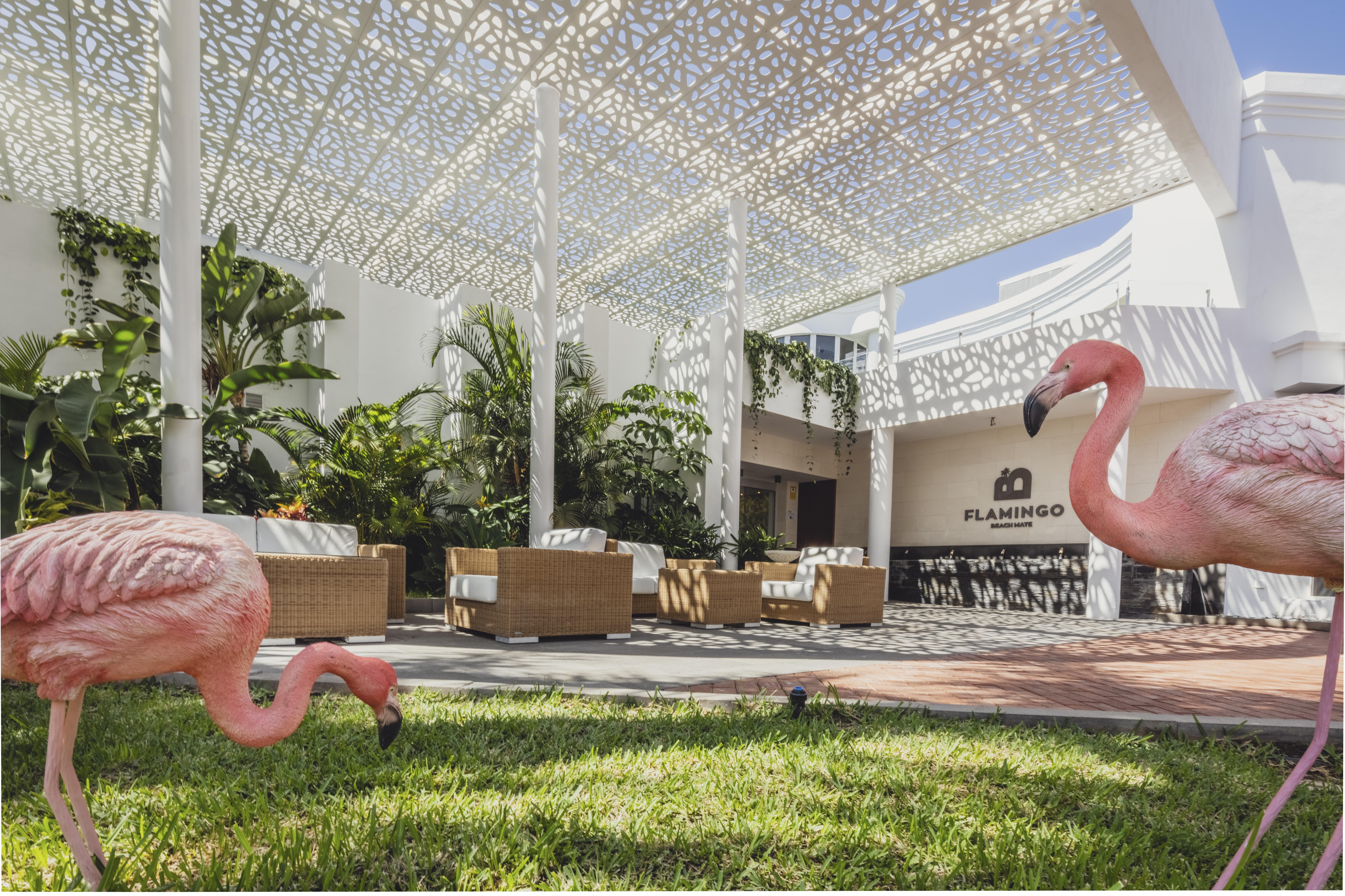 Flamingo Beach Mate Hotel Costa Adeje (Tenerife)